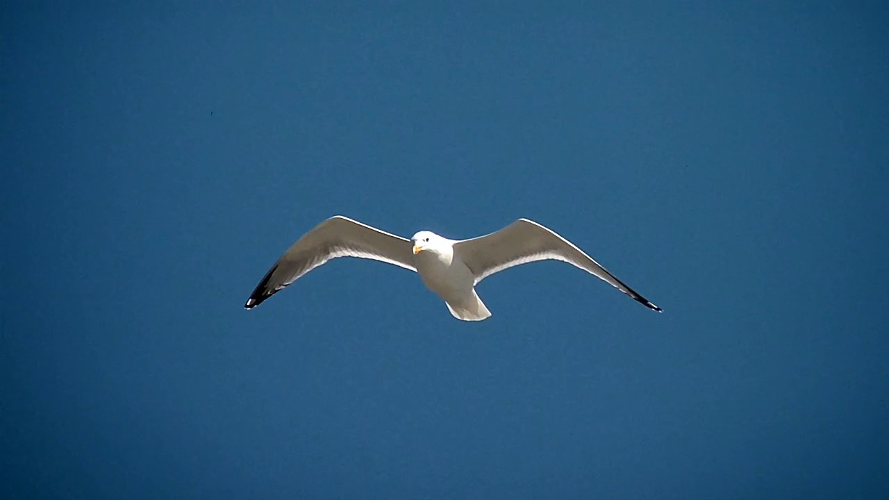 Gaviotas en el mar YouTube Gaviotas en el mar YouTube