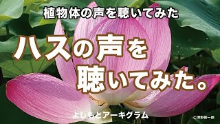 【よしもとアーキグラム】植物体の声を聴く～「ハスの声を聴いてみた」