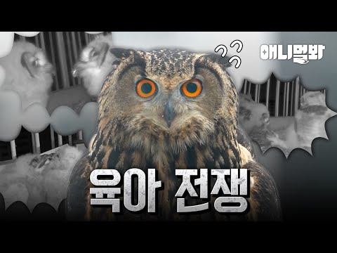 수리부엉이 형제 엄마로 살기... 쉽지 않네😩 I It's Not Easy To Live As Their Mother...