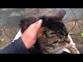 そろそろ野良猫とお別れ　後ろ髪引かれる……