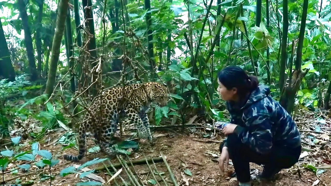100 Days of Survival: Discovering a Leopard Cub Separating from its Mother, Should I Set a Trap?