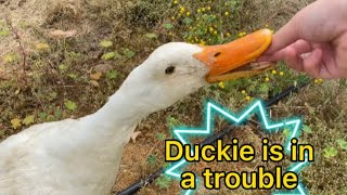 Duckie is in a trouble (Duckie’s Skit)