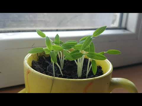 Video: Bela Doza (rastlina) - Koristne Lastnosti In Uporaba Bele Doze, Travniške Doze, Kontraindikacije