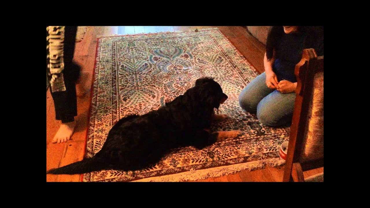 Default leave it dog training YouTube