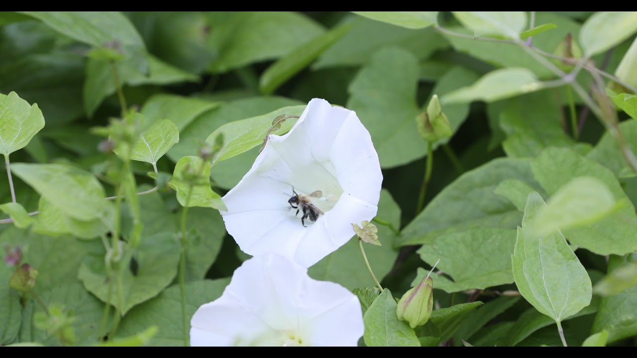 A Visit to Beaumont Quarry in Cork City