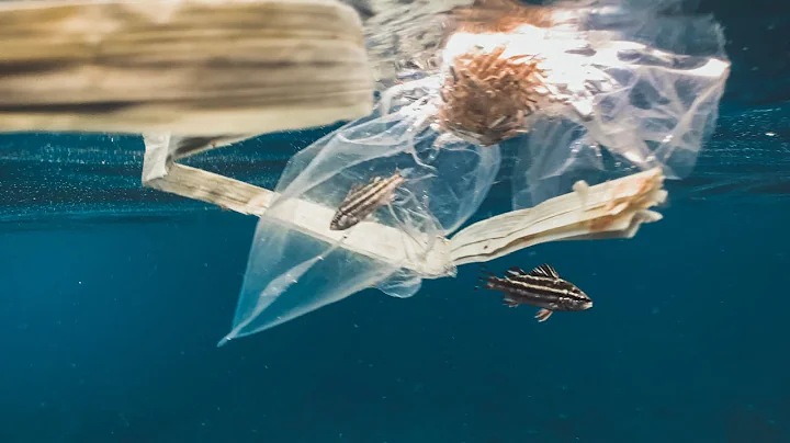Plastic Pollution - Alice Forrest