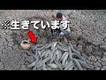 地面を掘れば出てくる!水がなくても生きられる魚がいる!?