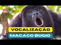 SONS EMITIDO PELO MACACO BUGIO -  Macaco Bugio Vocalização e Curiosidades