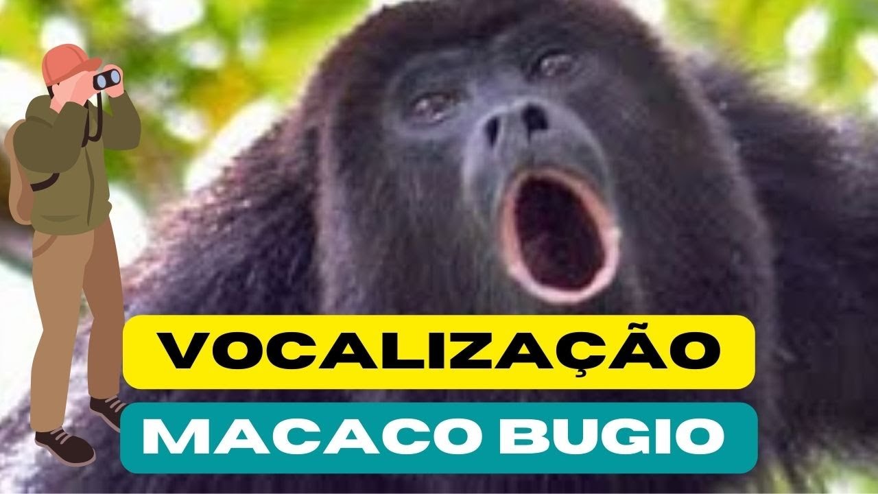 O Bugio