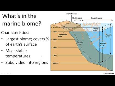 Video: Vilken är den största marina biomen och hur stor del av jordens yta täcker den?