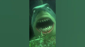 Meet Bruce Finding Nemo Disney Kids 