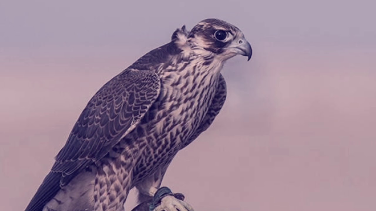 قـانص وأهيـجن على أوقـه - عـود ( مطوّلة )