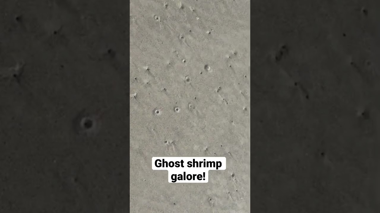 GHOST SHRIMP: How to FIND & SALT! 