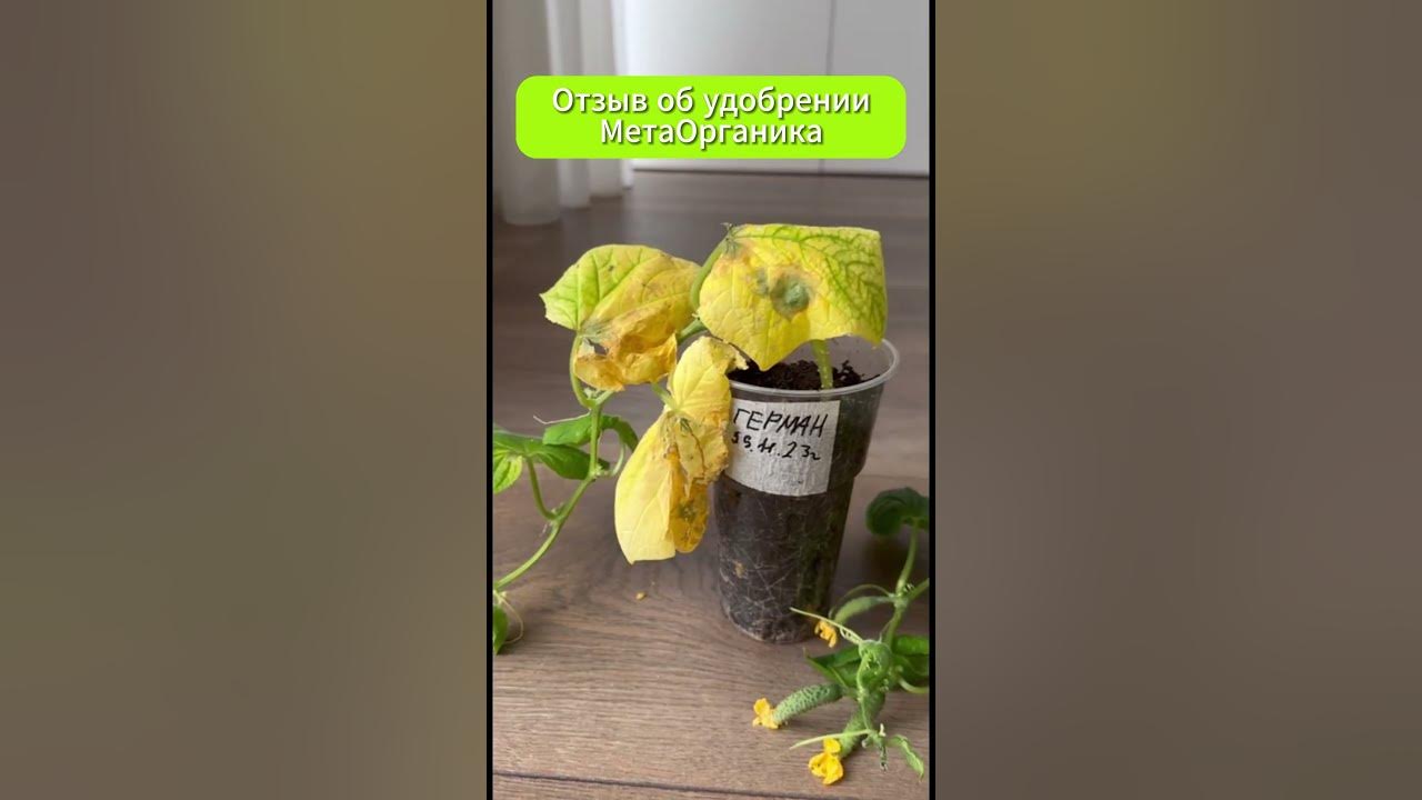 Органическое эко удобрение МетаОрганика #органическоеудобрение # ...