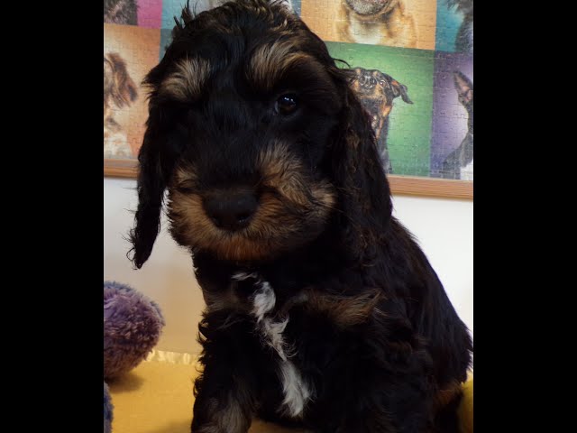 Traumhaft: Cockerspaniel und Pudel Mix - Der perfekte Familienhund? 3 sddefault