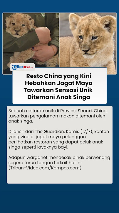 Restoran Unik di China Tawarkan Sensasi Makan Bersama Anak Singa, Jadi Kontroversi Warganet