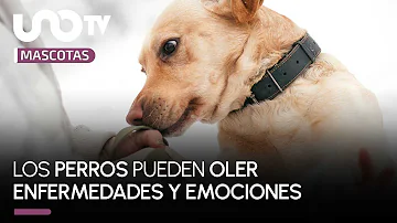 ¿Los perros pueden oler tu estado de ánimo?