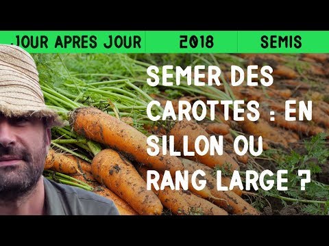 Vidéo: Cultiver des carottes saines - Meilleur sol pour les carottes dans le jardin