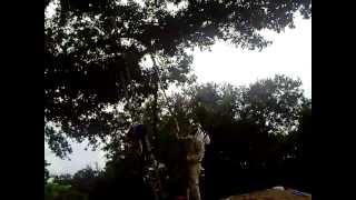 Elaine street bees on oak tree branch hive hanging in the open