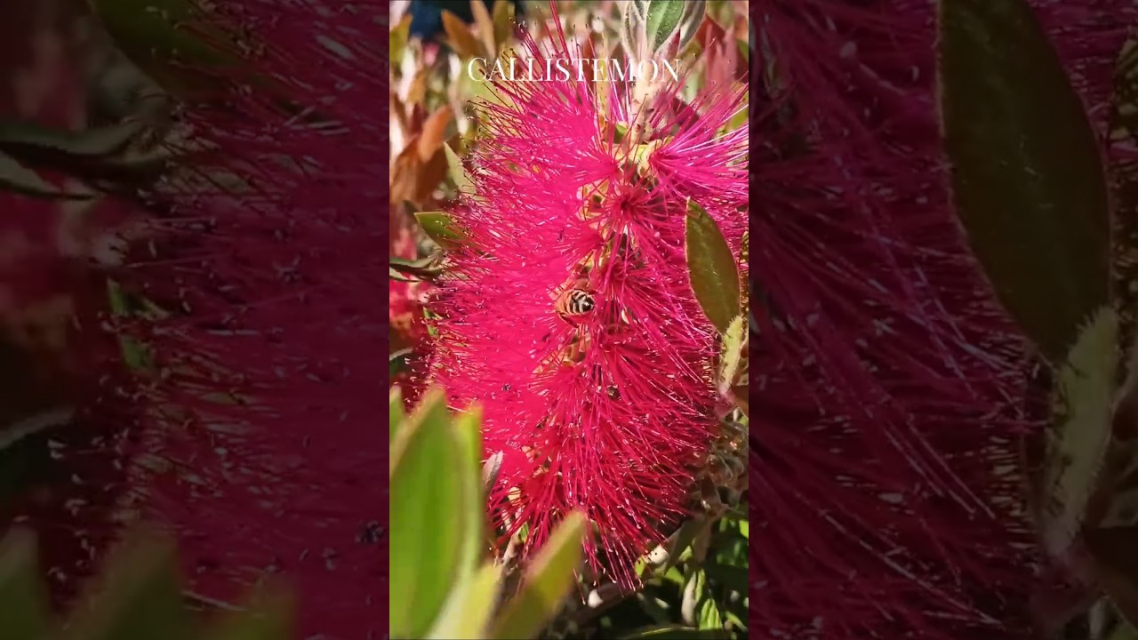 #каллистемон