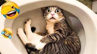 😆😹 Funny Dog And Cat Videos 😍😻 Best Funny Animal Videos #17