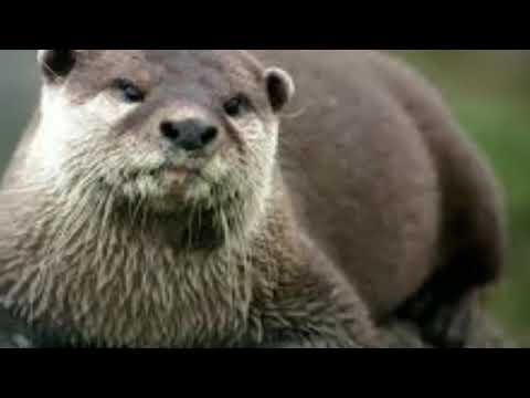 SUARA BERANG BERANG ATAU REGUL - YouTube