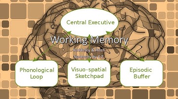 Working Memory | Cognitive Psychology
