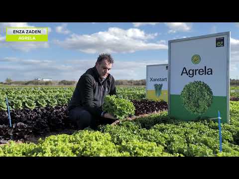 Video: Batavijos salotų augalai: sužinokite apie įvairias Batavijos salotų rūšis