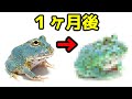 一ヶ月後の変化に驚愕！クランウェルツノガエル最新カラーのスカイブルーのその後の様子。