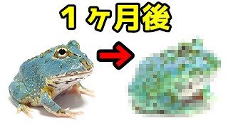 ツノガエル王子 ツノガエル王子
