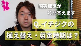 【イチジク】植え替え時期・剪定時期について園芸農家がお話します