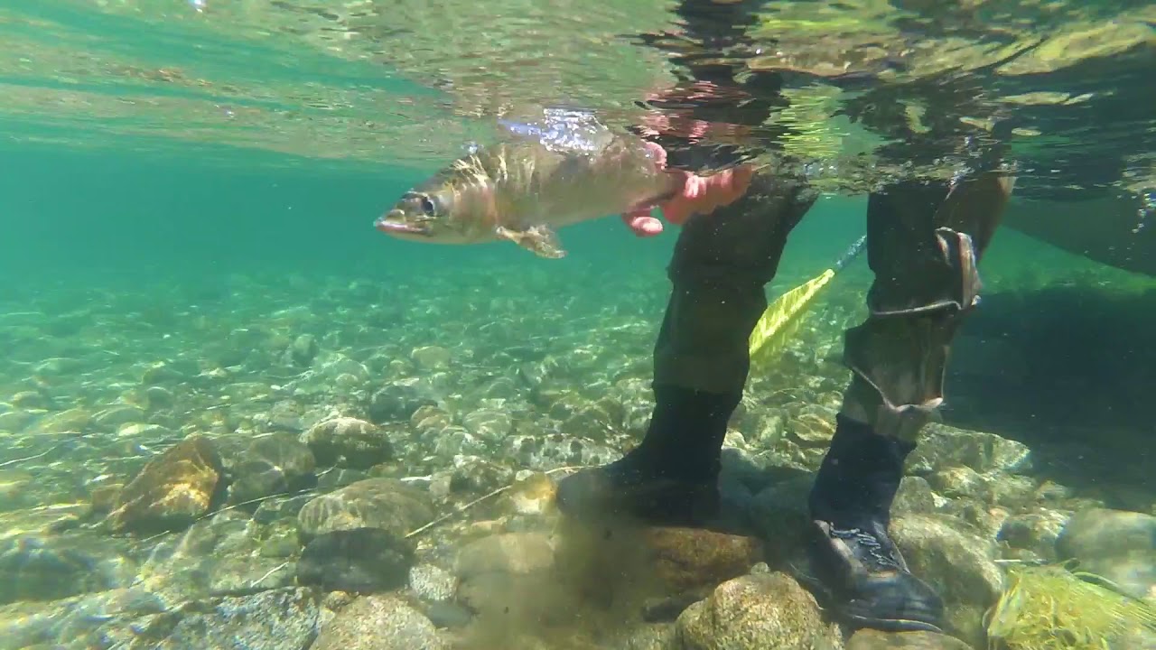 Fly Fishing on Manso River Bariloche. Argentina Southern Rivers
