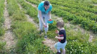 Kaeden strawberry picking by AkiroLyall 42 views 6 years ago 1 minute, 27 seconds