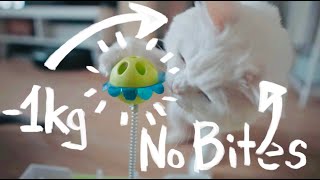 Unexpected Ways Cat Puzzle Feeders Benefit Your Cat!