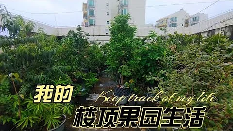 80平樓頂果園，種了40種70棵果樹，今天嘮嘮家庭果園「防護」心得 - 天天要聞
