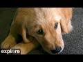 Puppy playroom at warrior canine connection powered by exploreorg