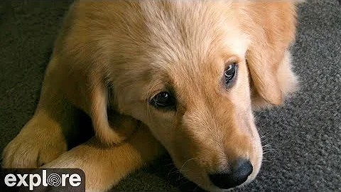 Puppy Playroom at Warrior Canine Connection powered by EXPLORE.org