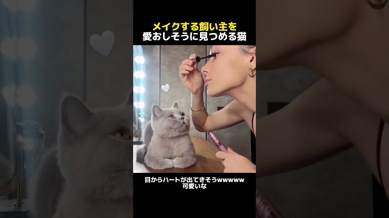 メイクする飼い主を愛おしそうに見つめる猫