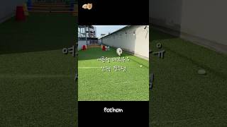 🚨여름철 마루우유 산책 필수템! 아직도 모르신다구욧!?🚨 #shortvideo #강아지일상