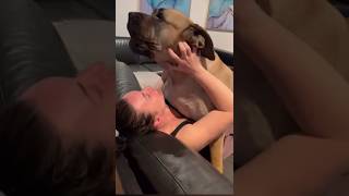 Big Boerboel Loves Mumma’s Singing, (longer video)