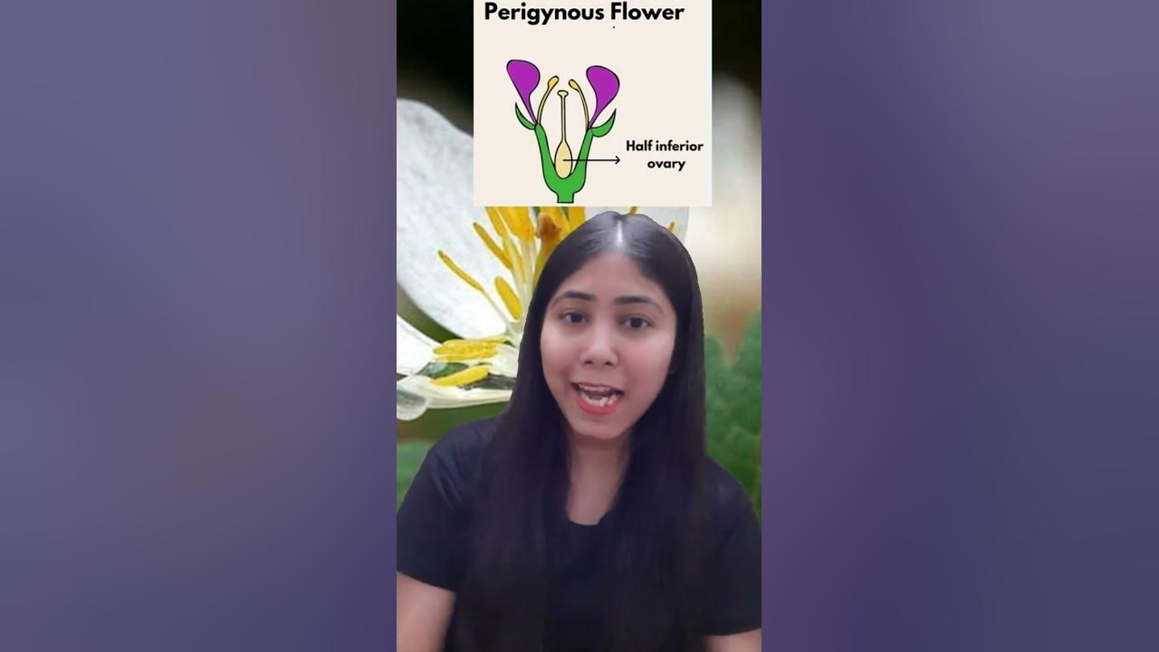 Perigynous flower | Definition, Flower Types & Examples | Diagram
