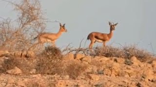 ضاع العمر / كلمات : نايف الكلباني / آداء: نايف السديري