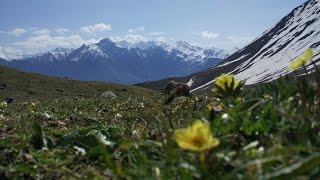 ГРУЗИЯ. Восхождение на гору КАЗБЕК. Июнь