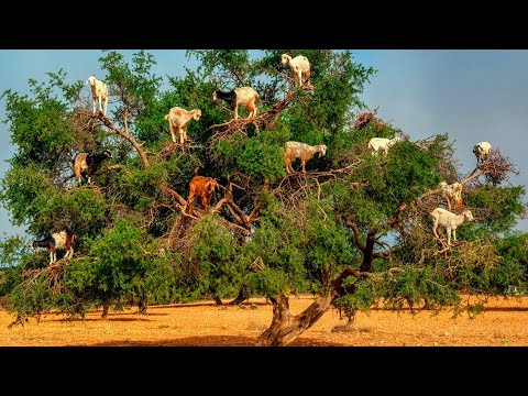 Vídeo: Que tipo de árvore existe nas Montanhas Rochosas?