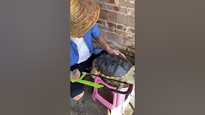 Making tortoise jelly from alligator turtle shell?| Chinese Mountain Forest Life and Food