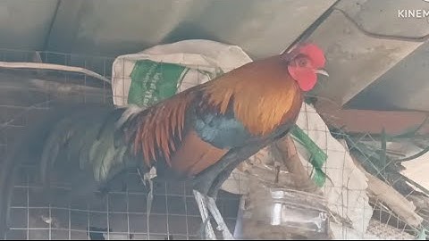 F3 zoo dib lawm 02054447366