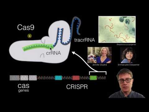شرح مبسط لفهم تكنيك  التعديل الجينى   Crisper/Cas9