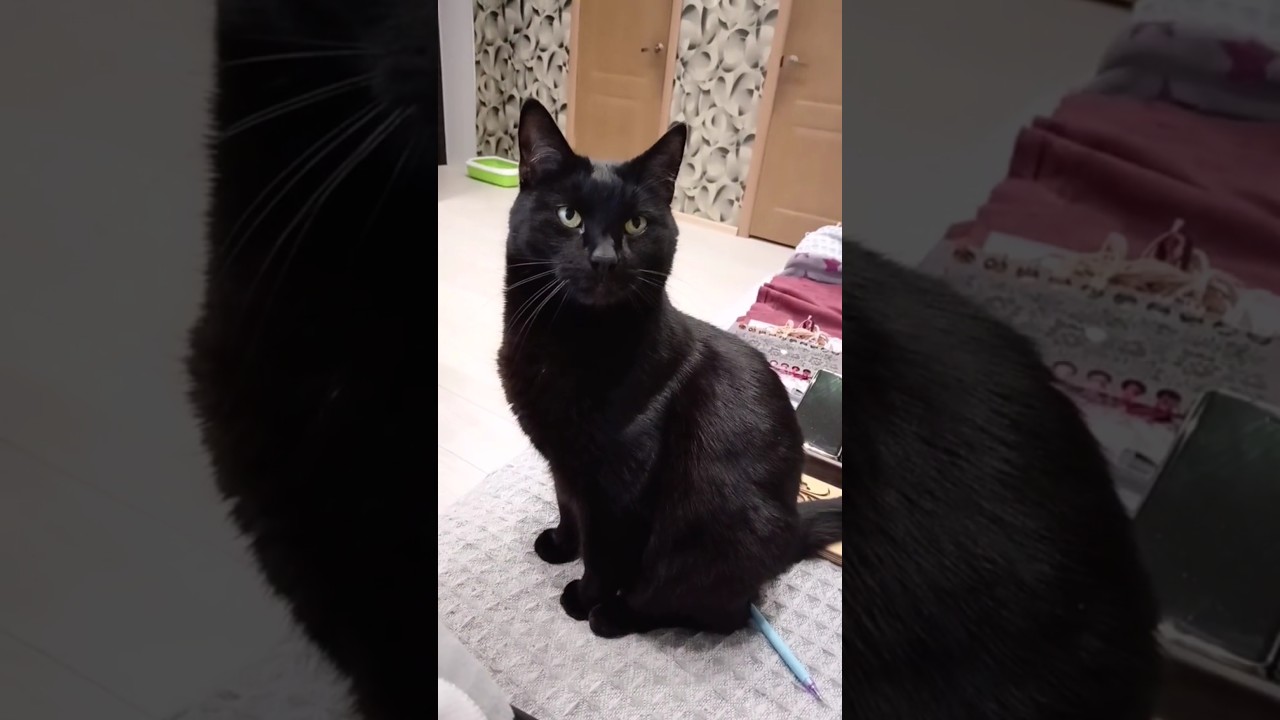 Моральное удовлетворение!? 🫣🤭🤣 