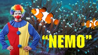 Clownfish Facts YOU Didn't Know