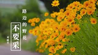 Video thumbnail of "邓丽君 -《路边的野花不要采》华语+马来语，哪个版本更好听？"